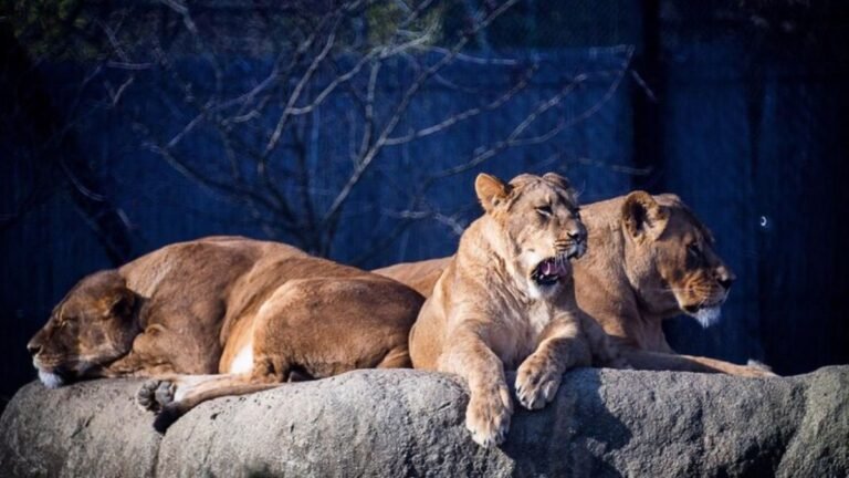 Zooskooñ: Explore the Modern Marvel of Wildlife and Conservation Zooskooñ